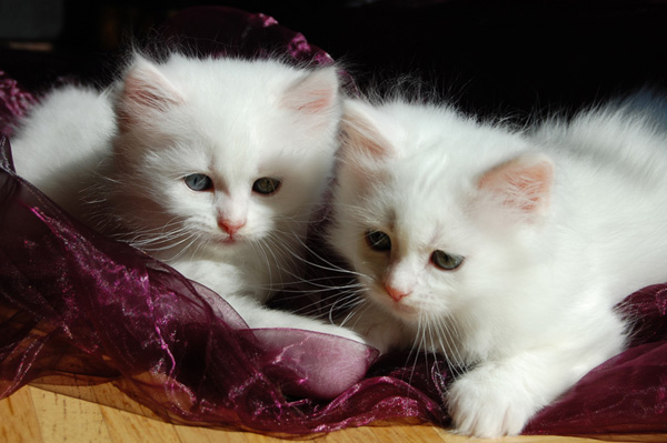 Nalle und Nanook.jpg